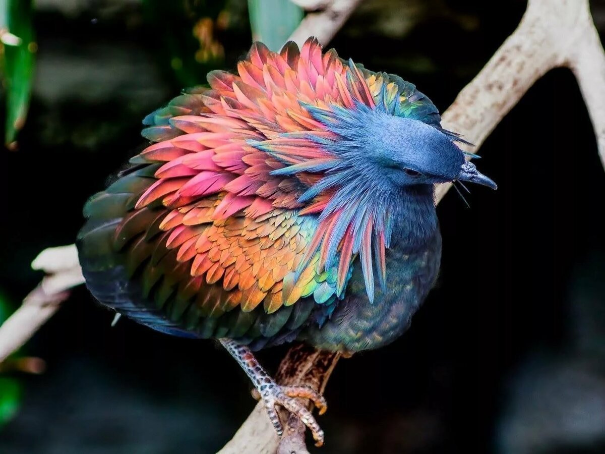 Птица Гвианский скальный петушок