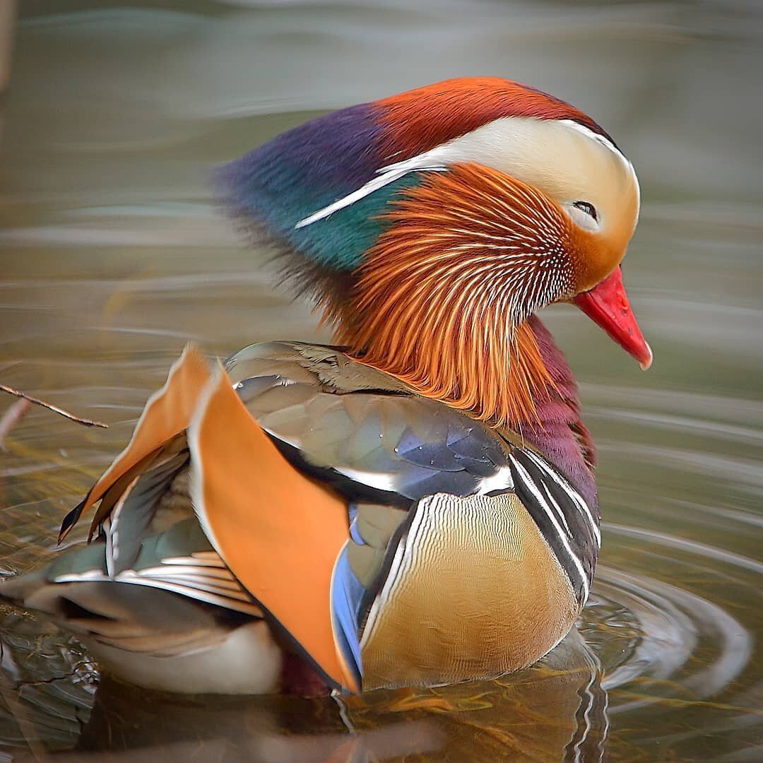 Венценосный голубь Виктория