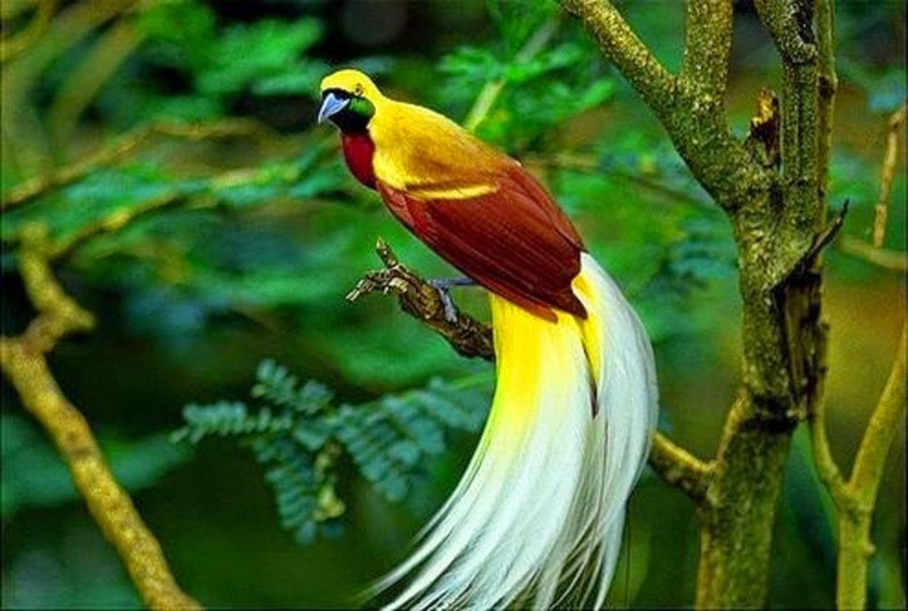 Bird животное. Реггианова Райская птица. Реггинова Райская птица. Райская птица Папуа новая Гвинея. Синеголовая великолепная Райская.