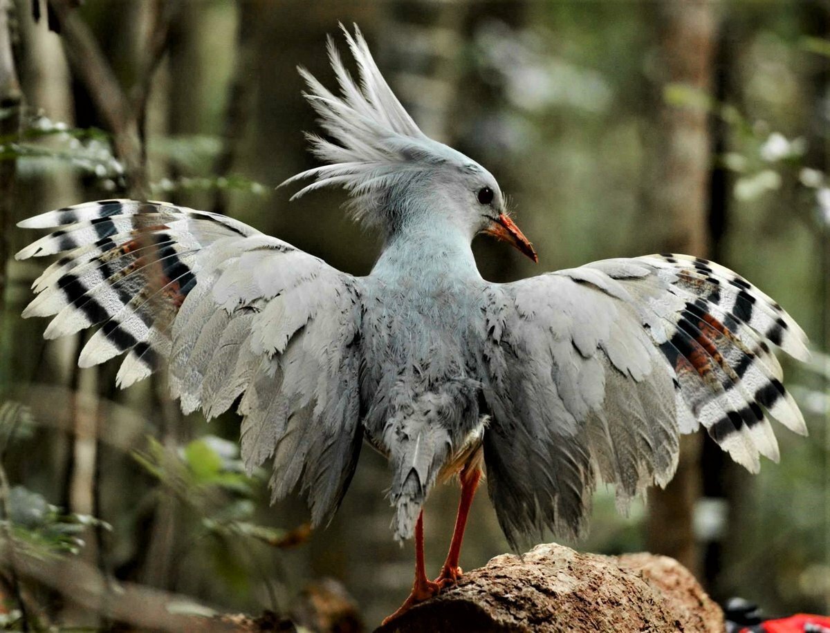 Райские птицы jpg