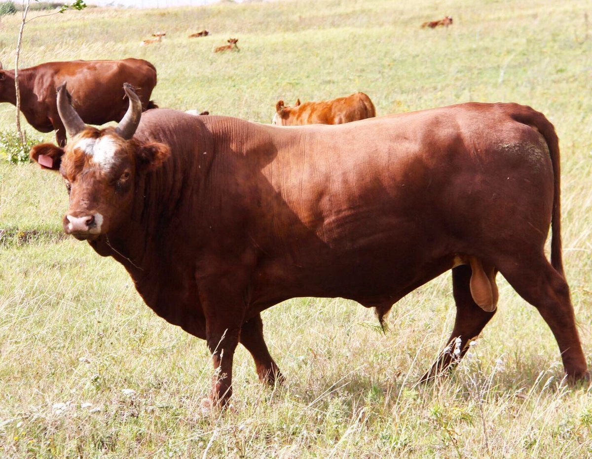 Шортгорнская порода Быков