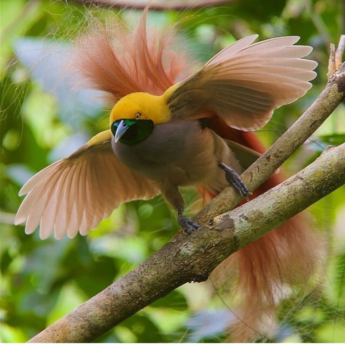 Каролинские утки