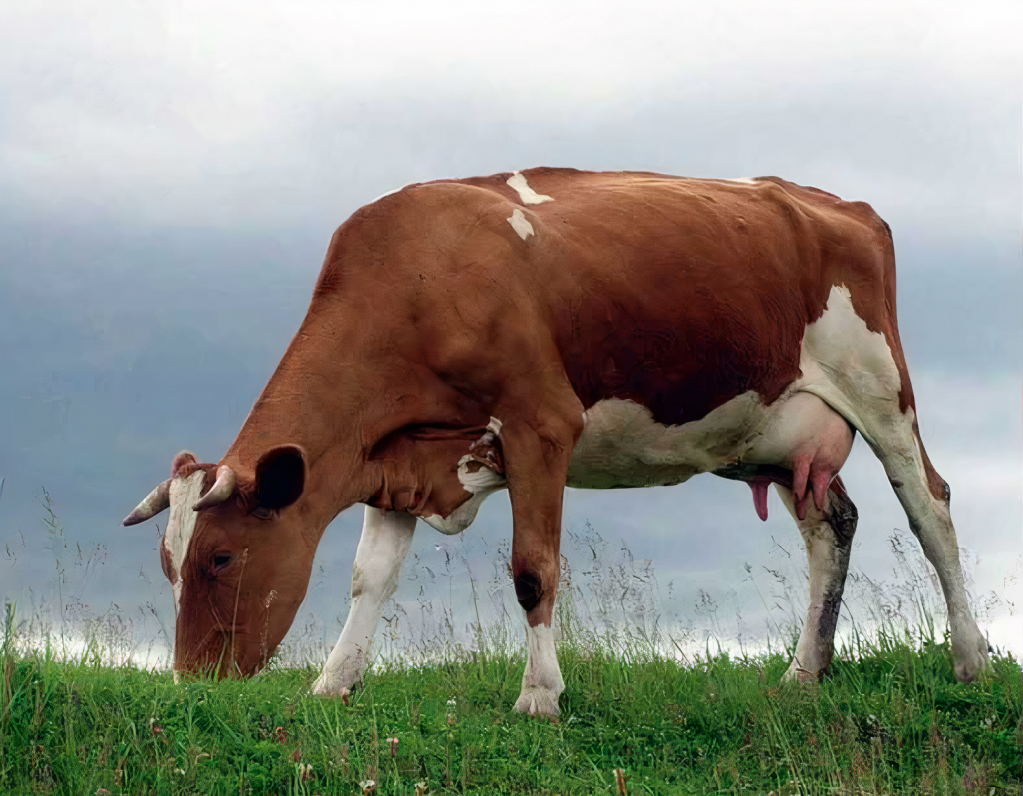 Бестужевская порода КРС