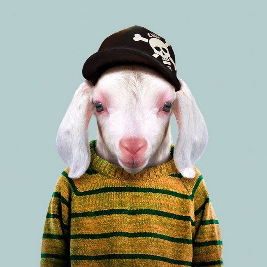 Козлик в одежде