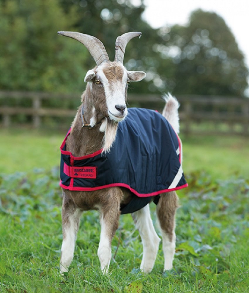 Амуниция для коз