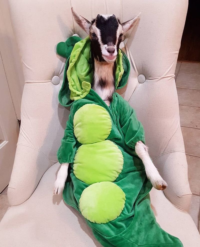 Костюм козы