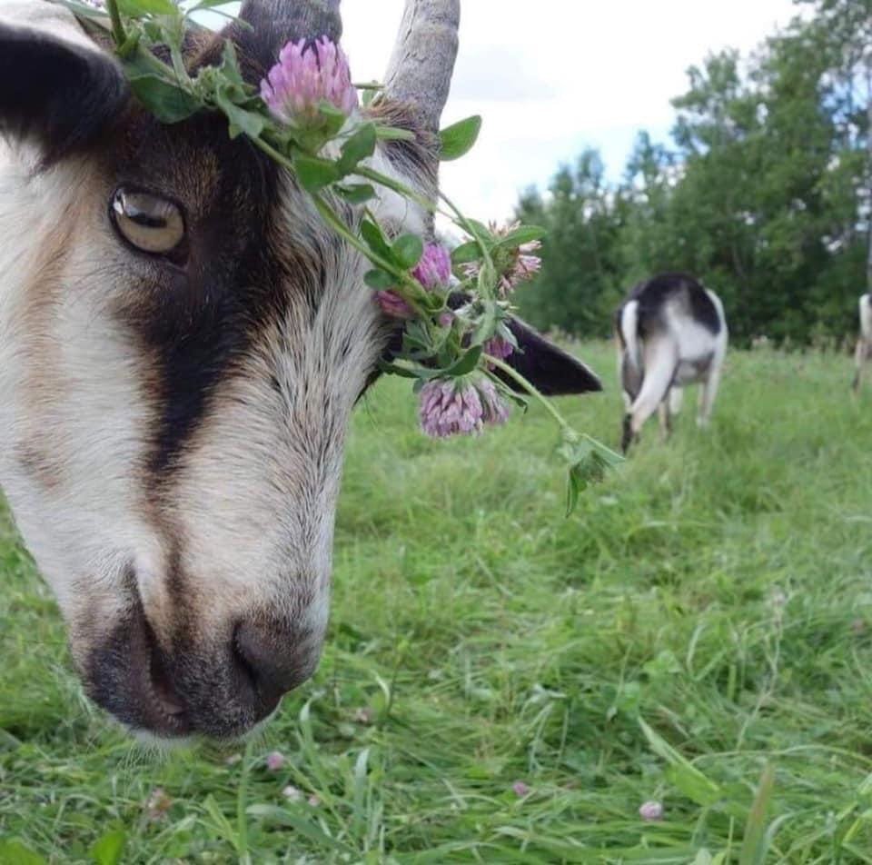 Козлик в цветах
