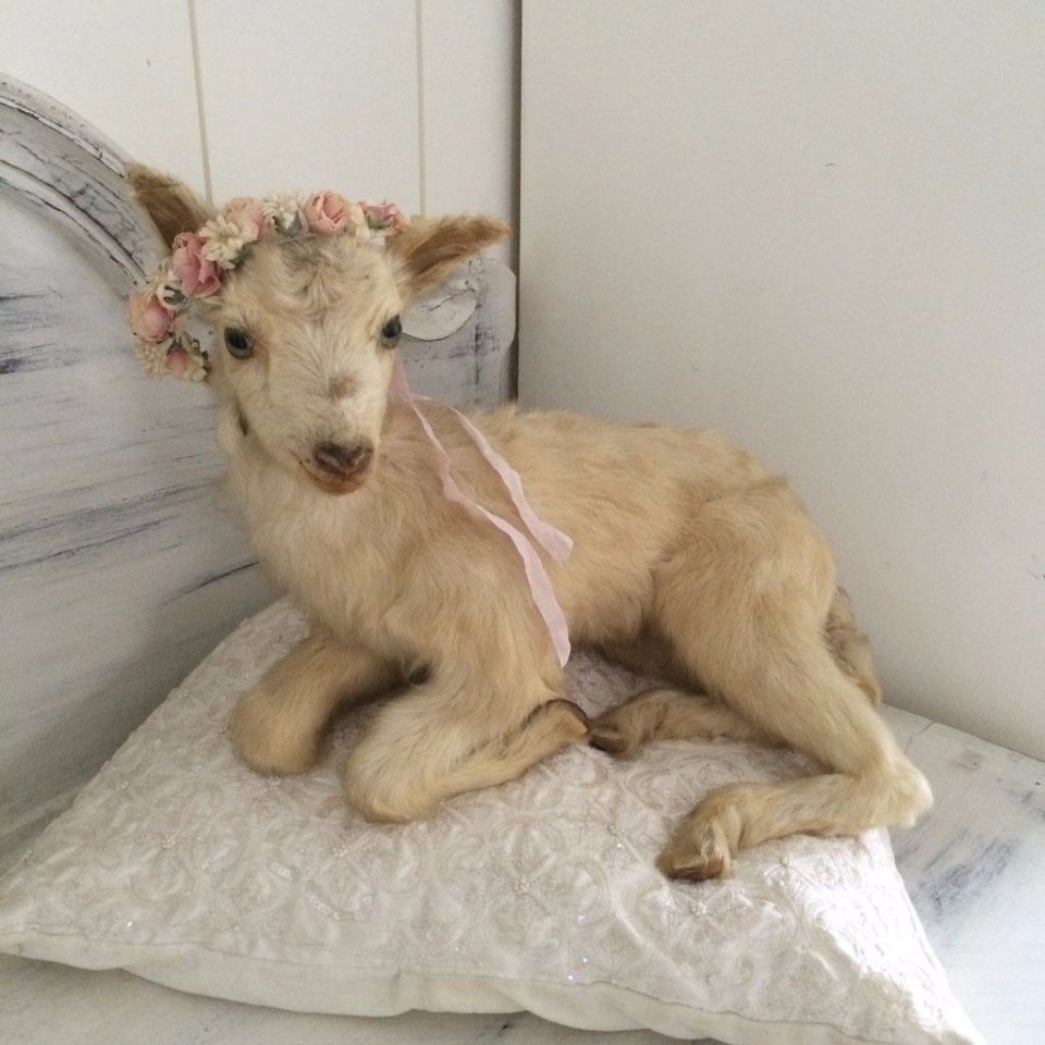 Козочки Эстетика