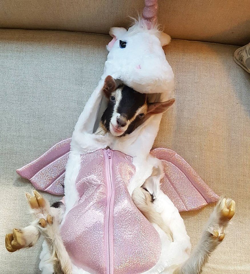 Костюм козы