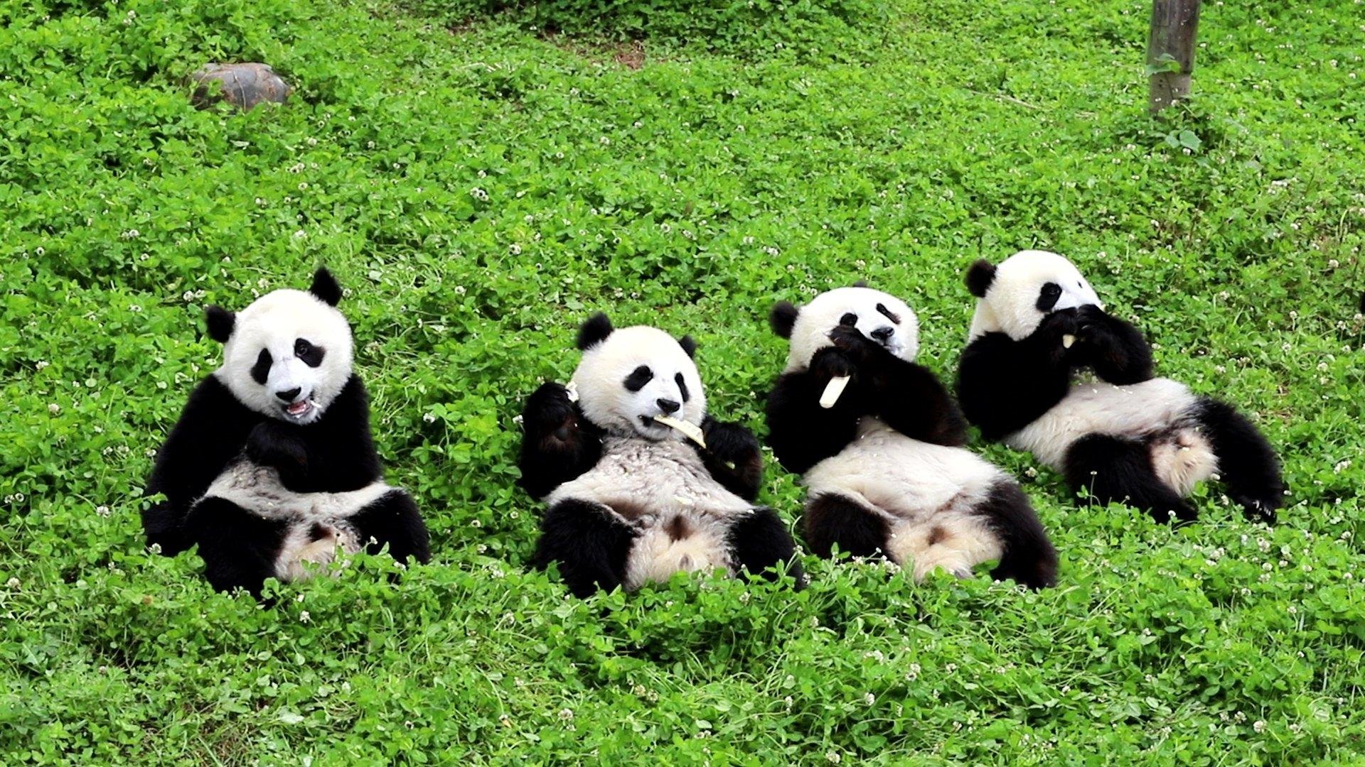 Панда. Большие панды. Панда фото. Панда исчезающий вид.