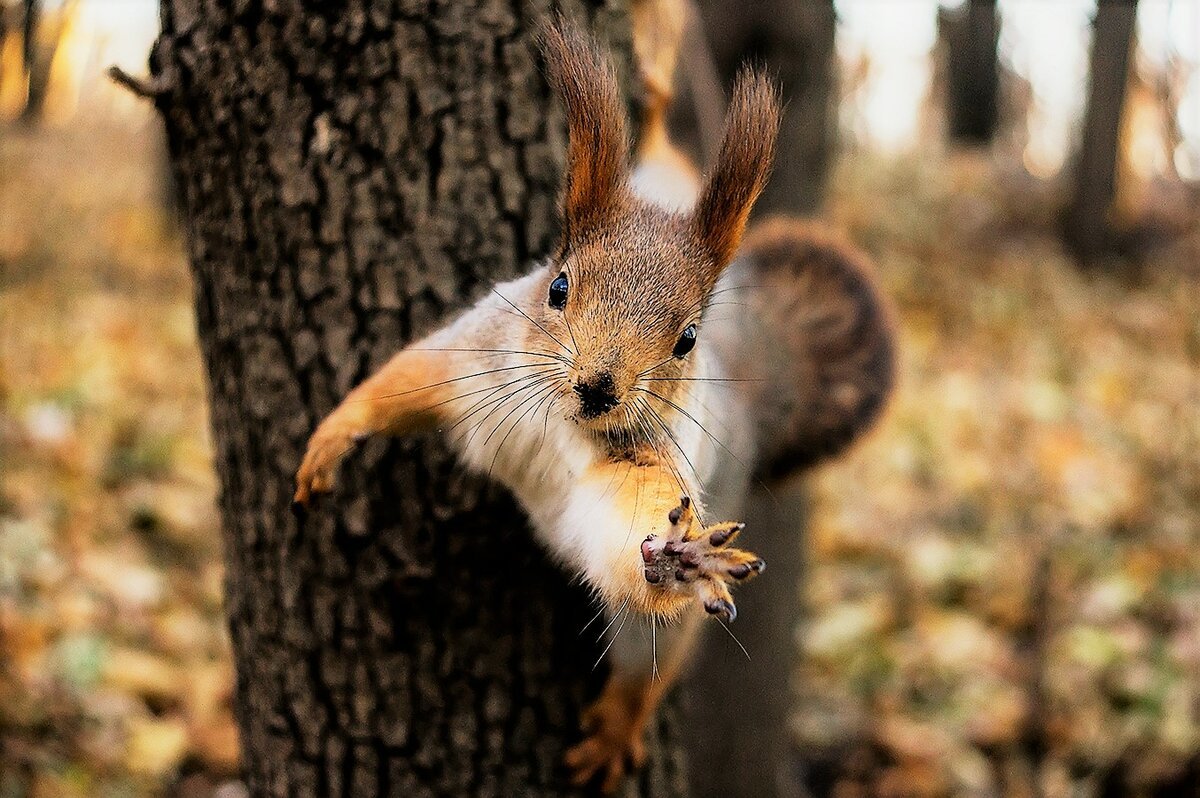 Белочка прощается