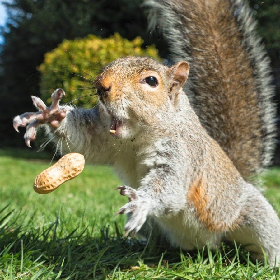 Белки Санкт-Петербурга