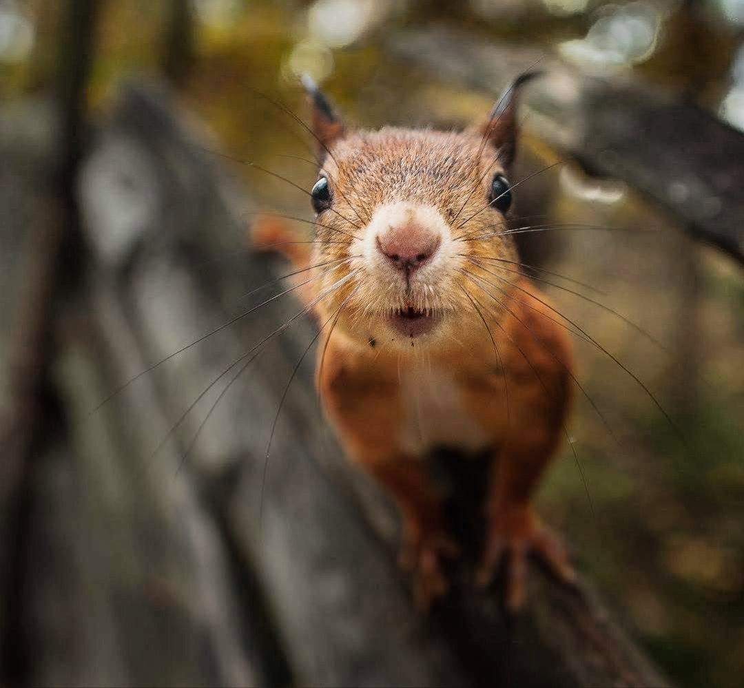 Любопытная белка