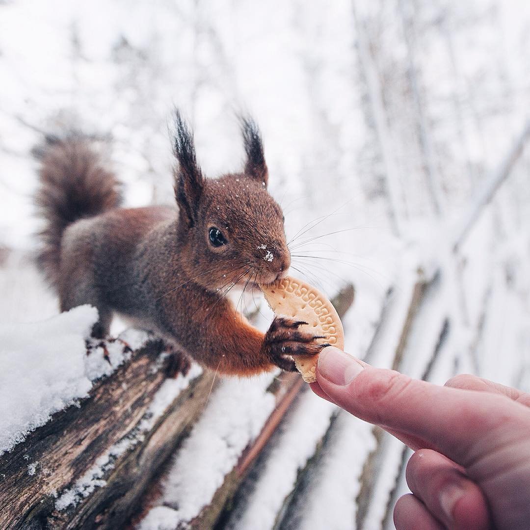 Покорми белку зимой