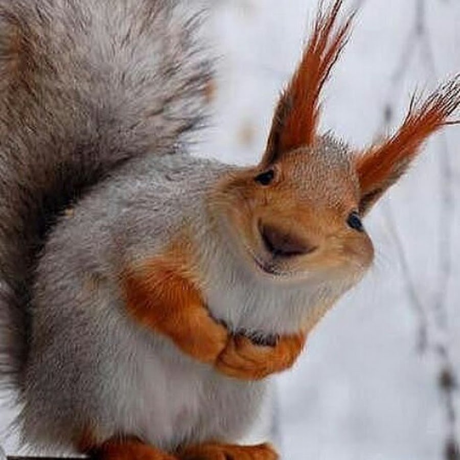 Бешеная белка