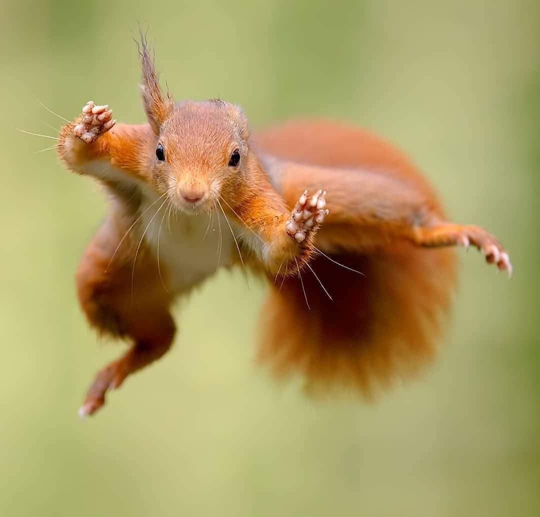 Белка в полете