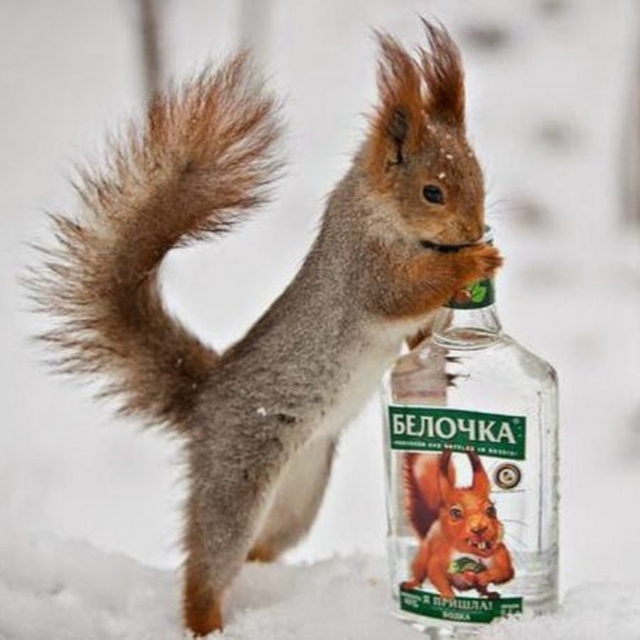 Белочка белая горячка