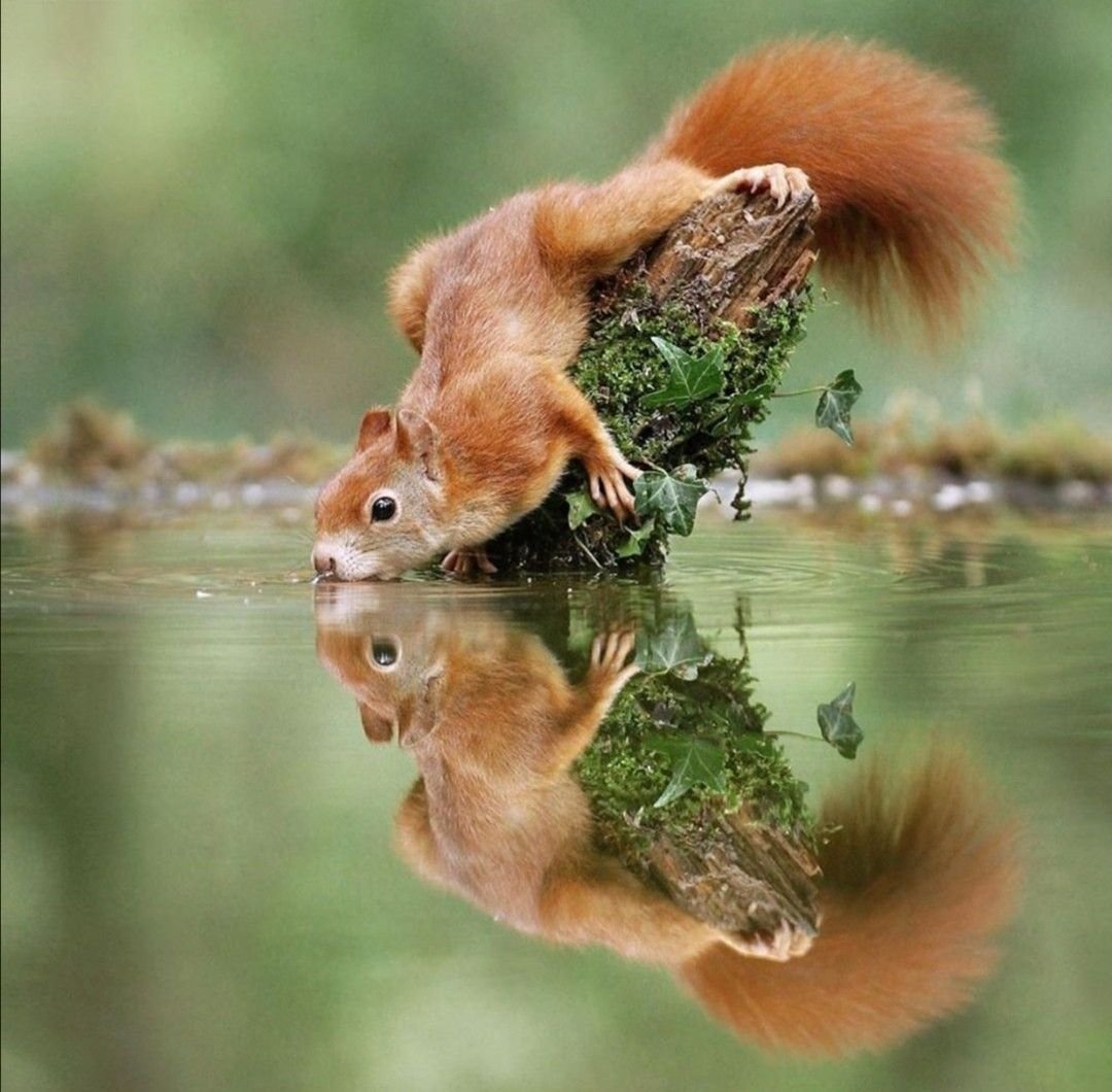 Белка на доске