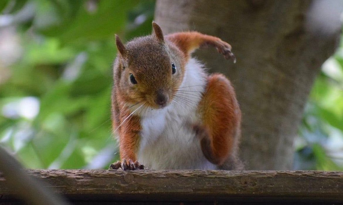 Белка приземляется