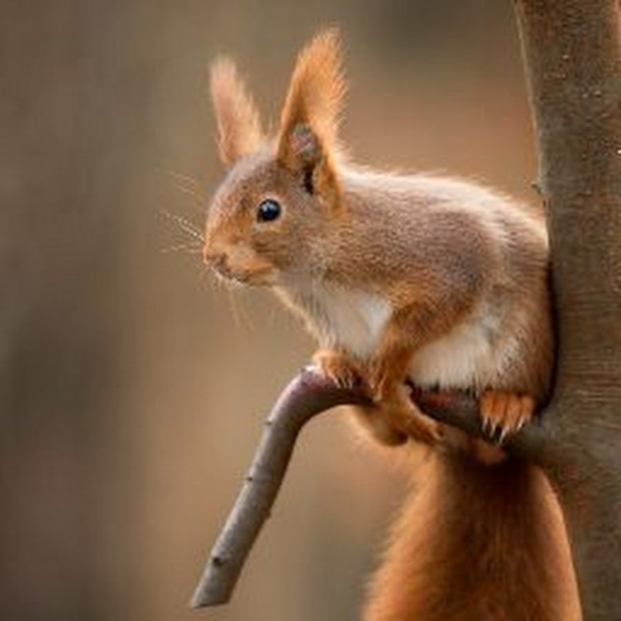 Хвост белки