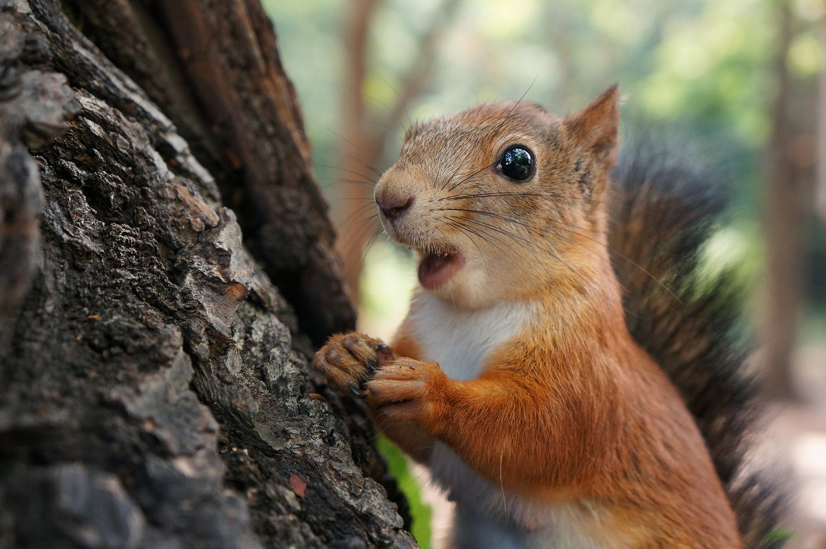Испуганная белка