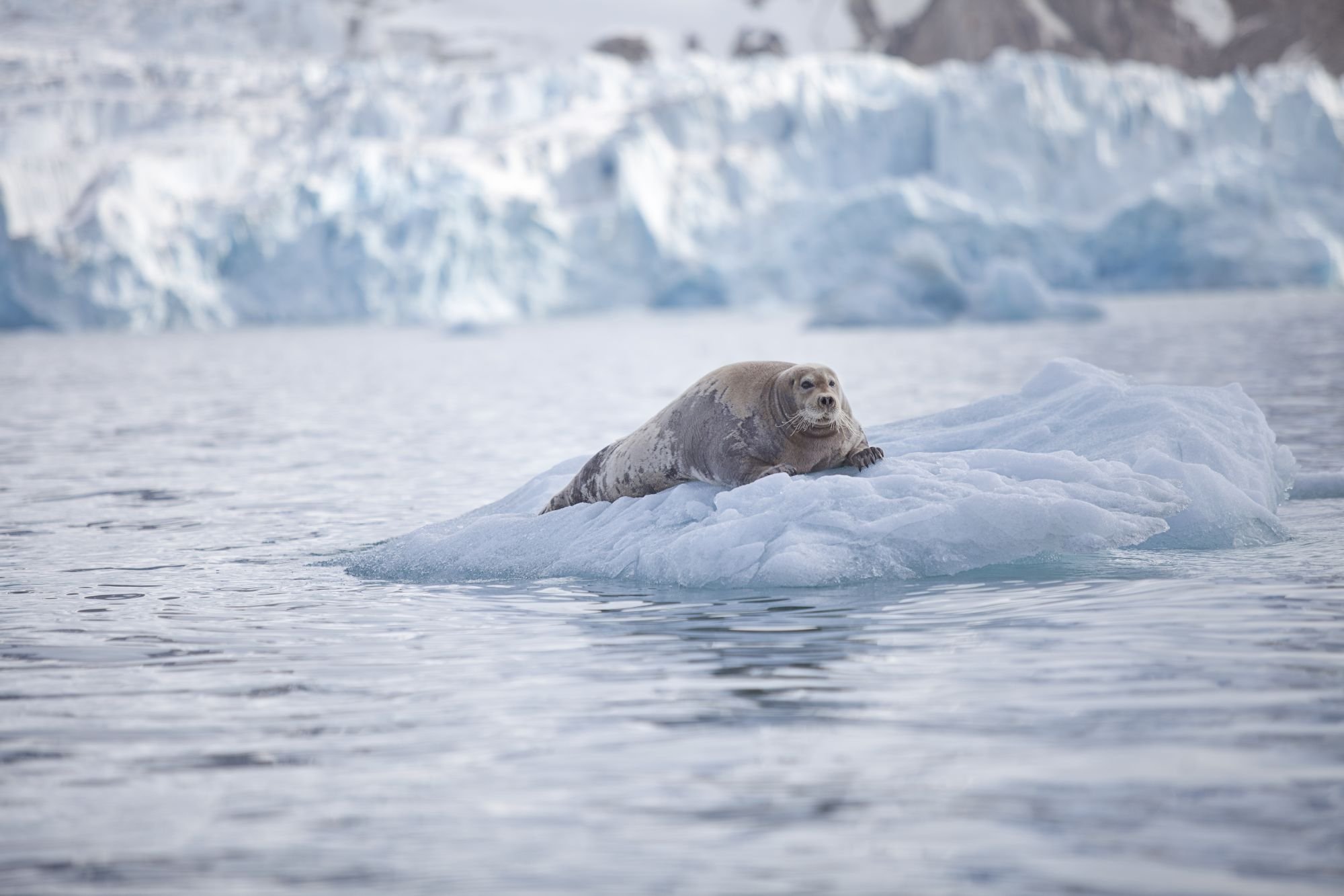 Белый медведь морж и тюлень природная зона. Ладожская кольчатая Нерпа на льдине. Морской заяц арктических пустынь. Тюлень арктических пустынь. Нерпа Гренландия.