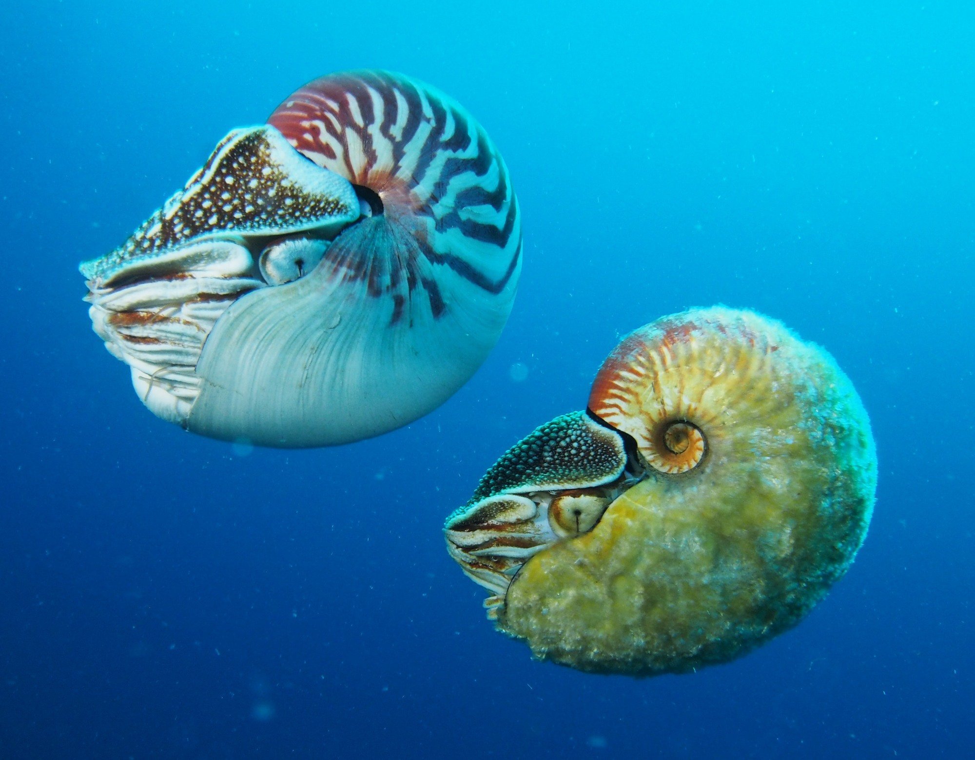 Морские беседы. Наутилус головоногие. Наутилус Помпилиус моллюск. Двустворчатые моллюски Наутилус. Наутилус головоногий моллюск раковина.