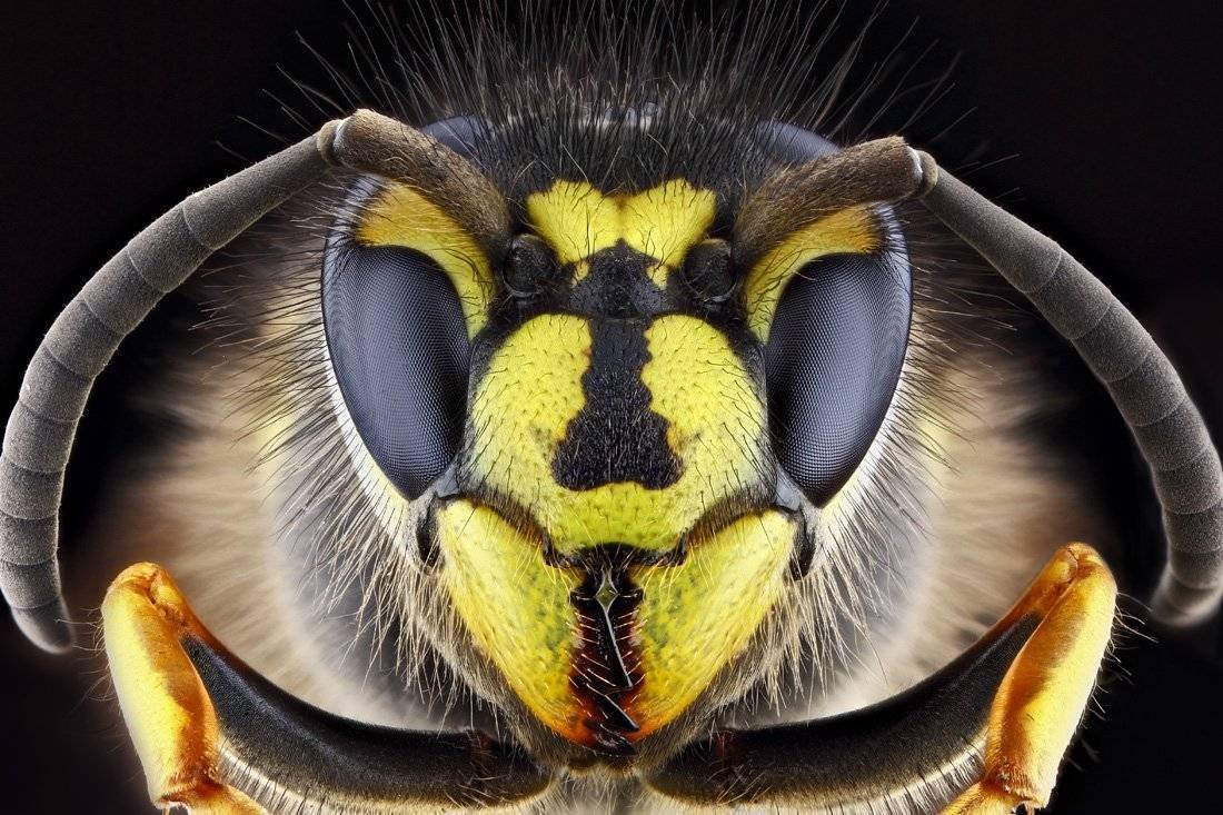 Самая маленькая пчела