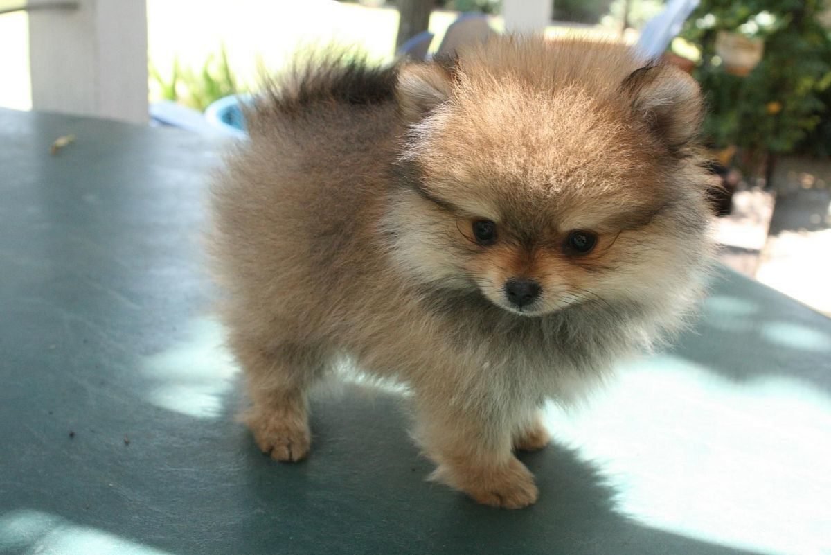 Метис померанского шпица