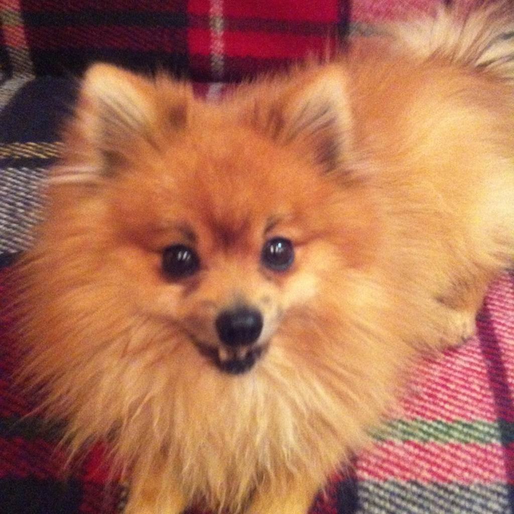 Шпиц померашка Беленький малыш