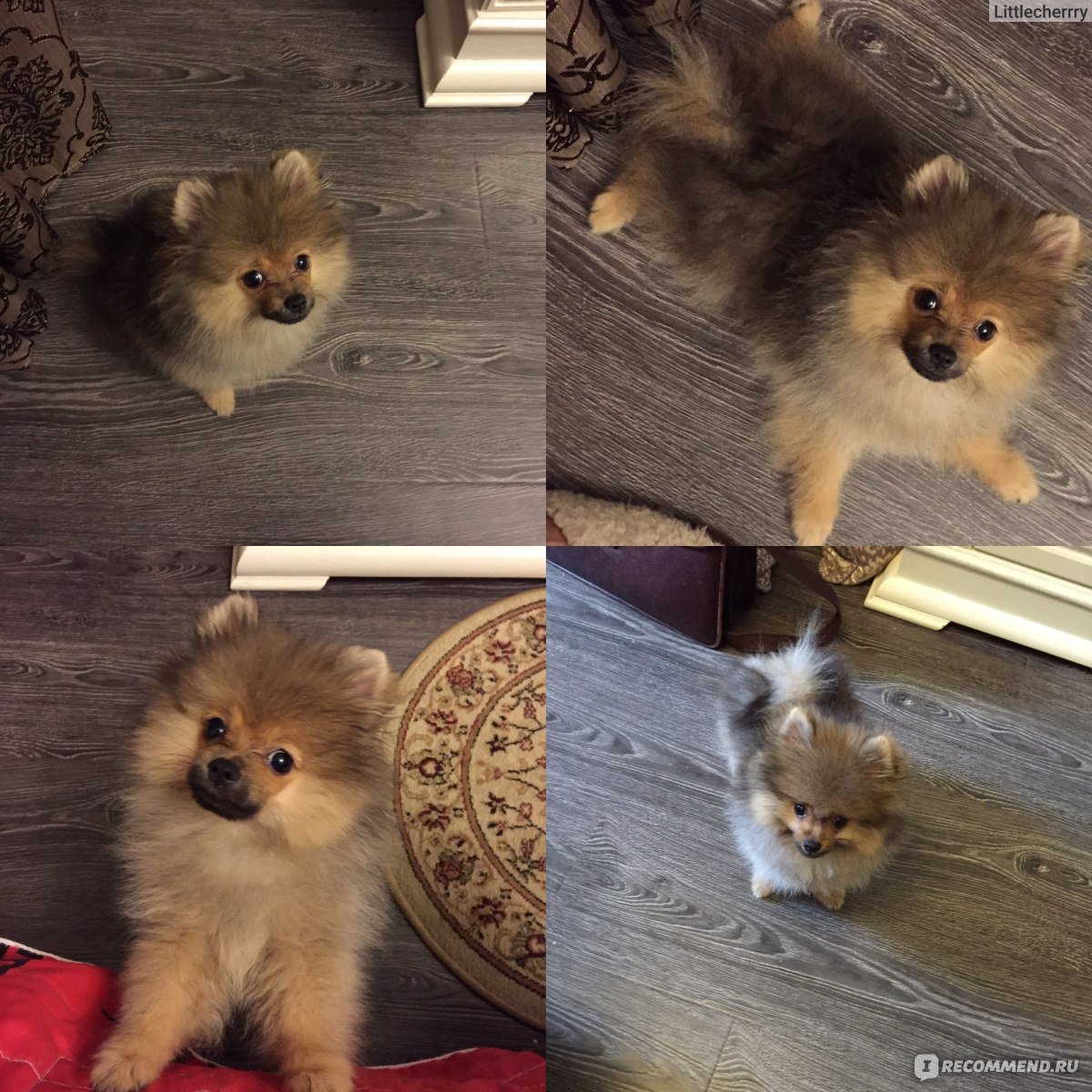 Помесь померанского и немецкого шпица