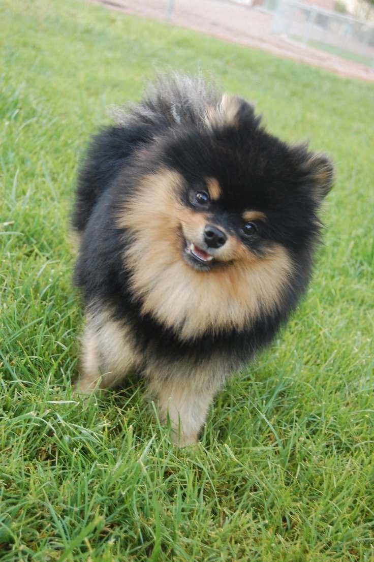 Метис померанского шпица