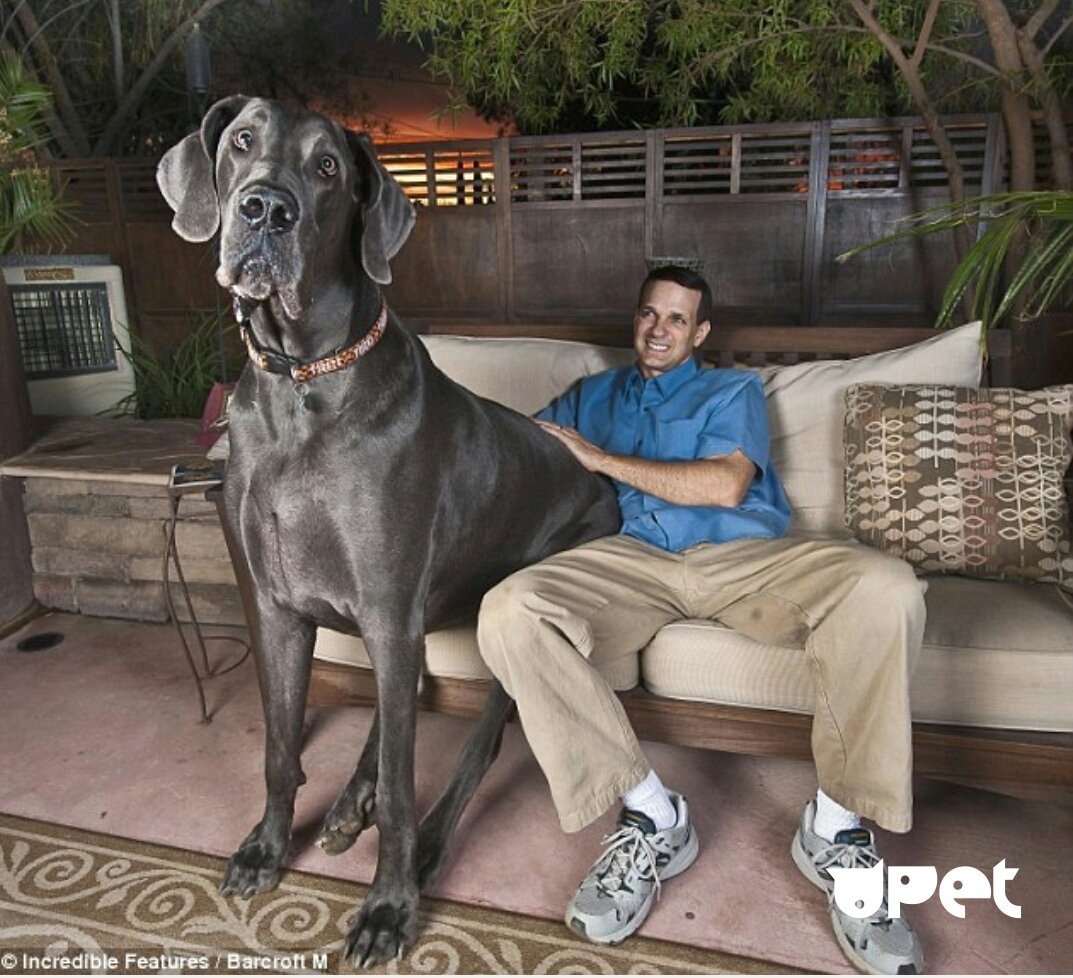 Питбуль Халк