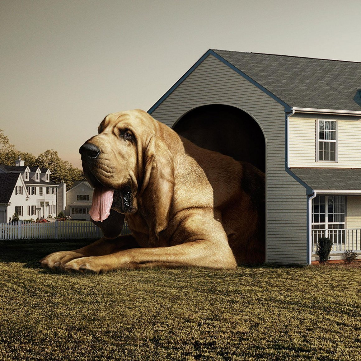 Дом для собаки дорогой