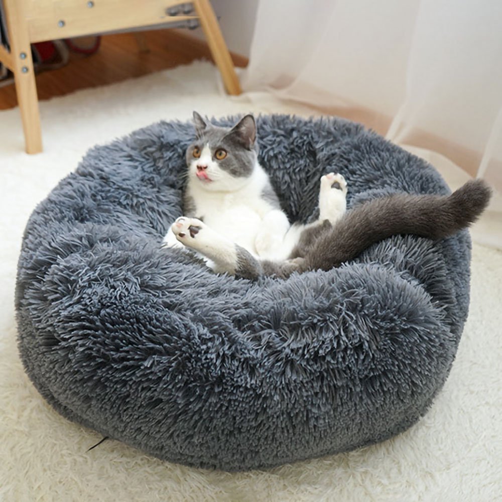 Кот на шезлонге