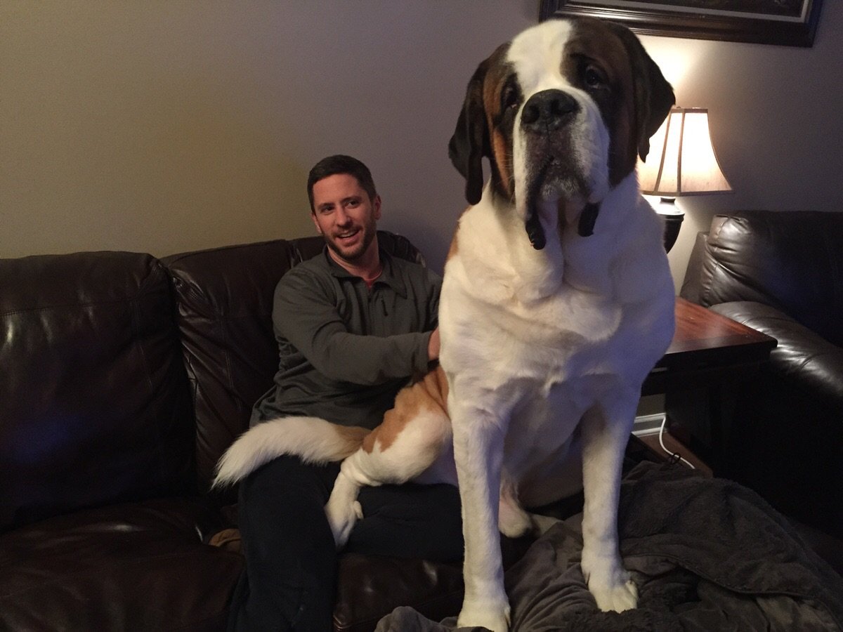 Датский дог Гибсон