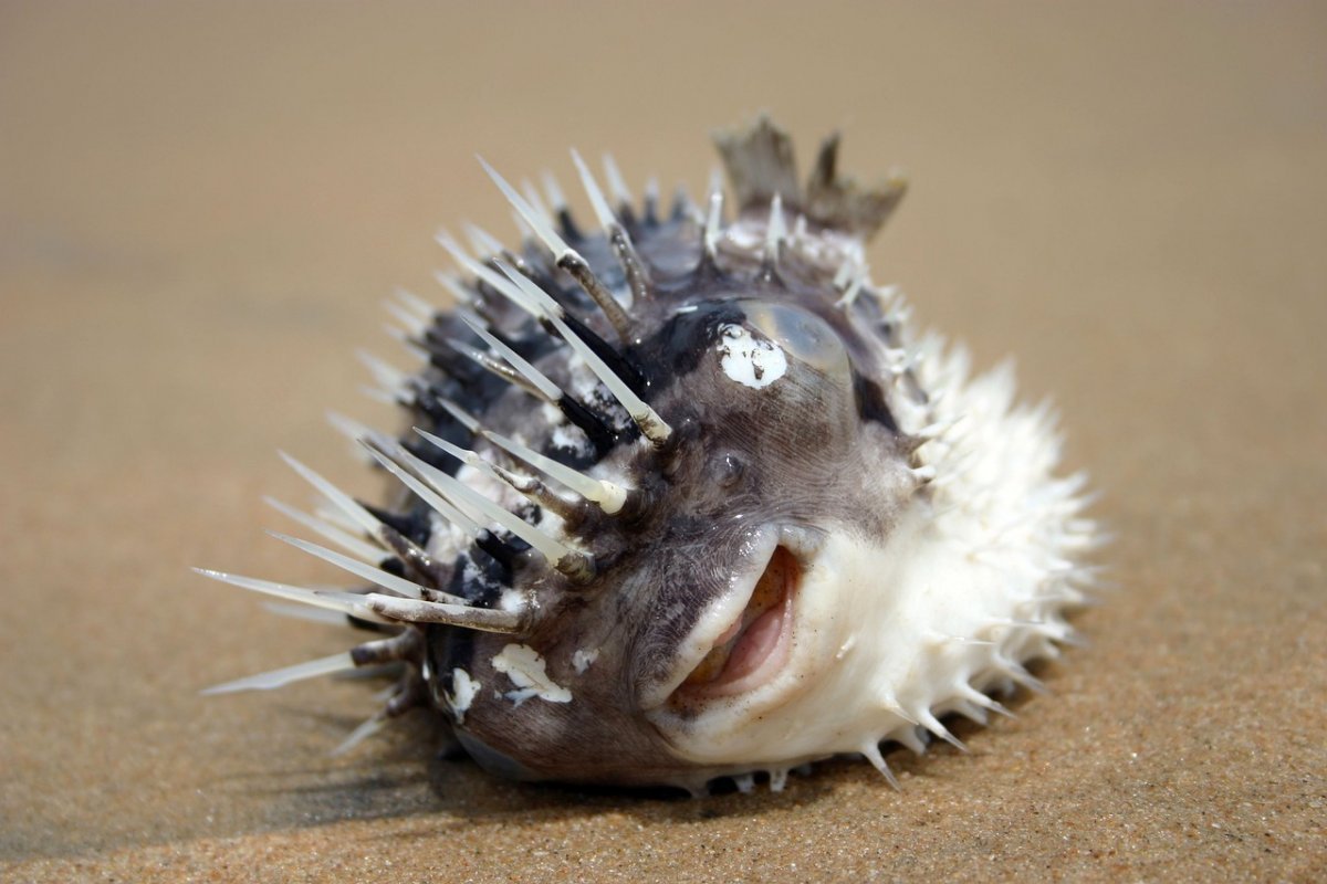 Рыба Дикобраз