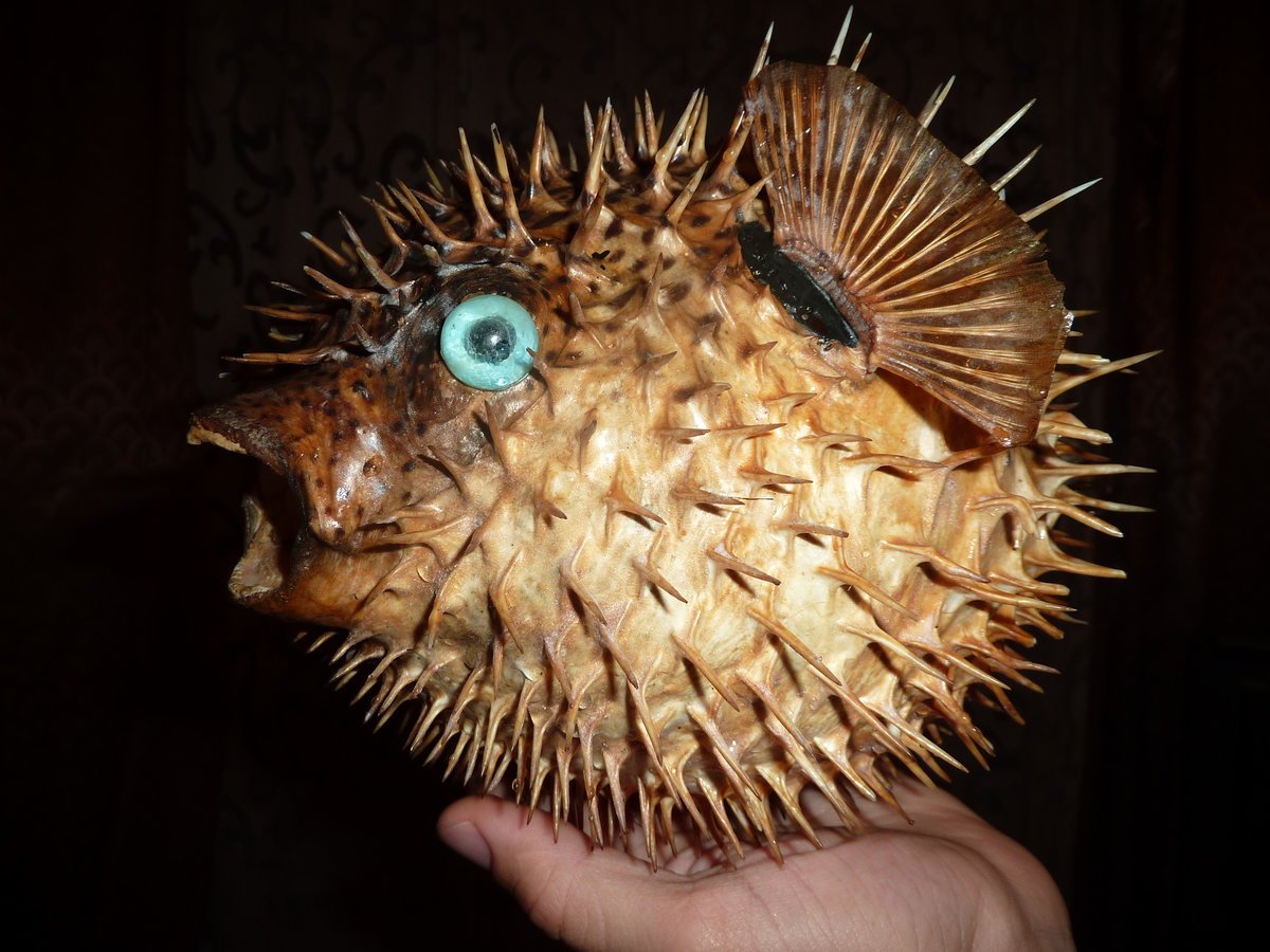 Рыба шар с колючками