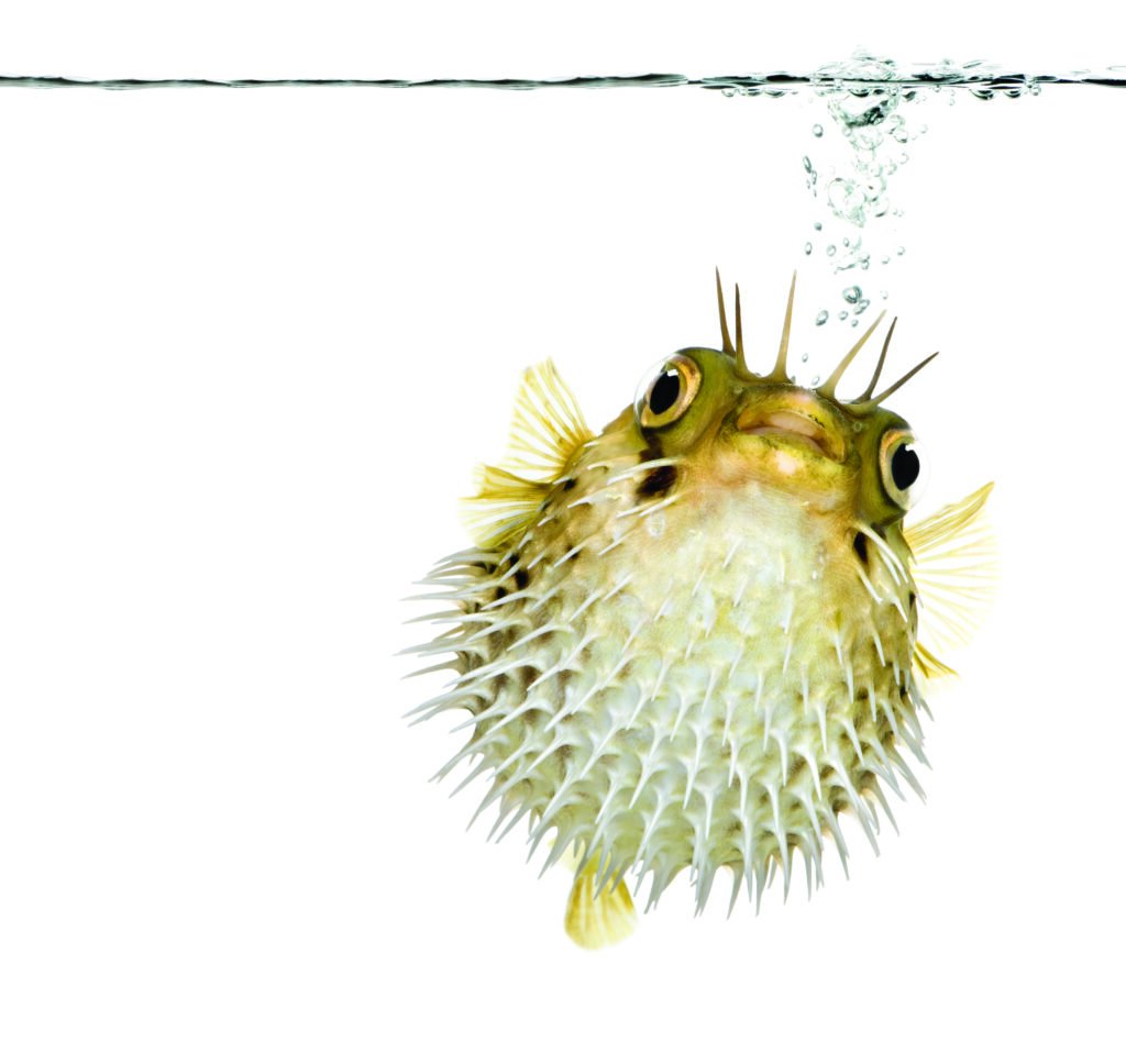 Long-Spine porcupinefish
