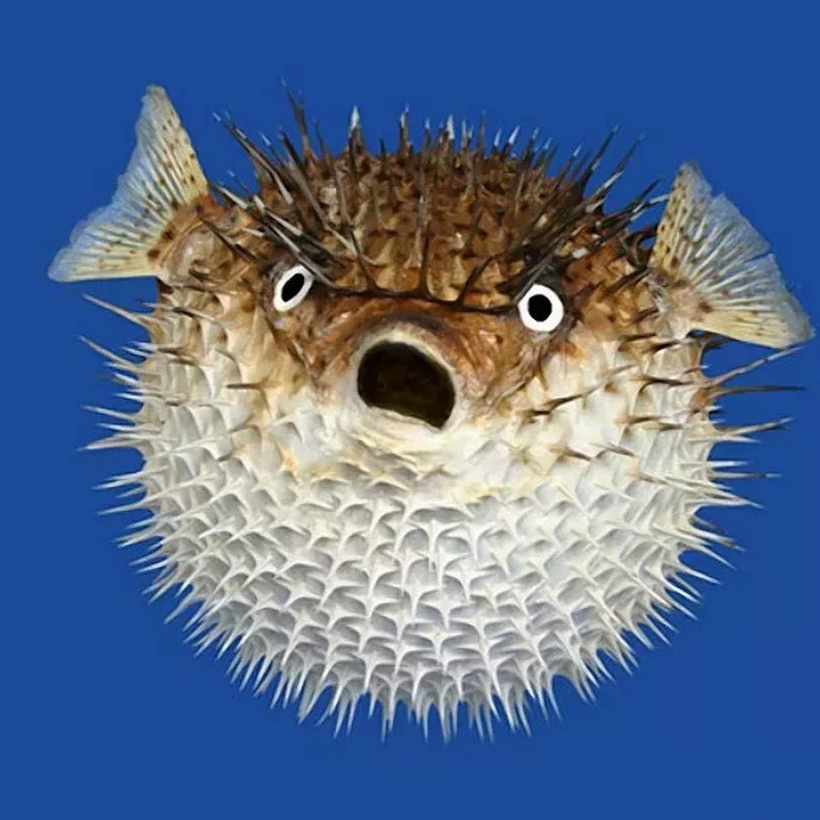 Ядовитая рыба фугу