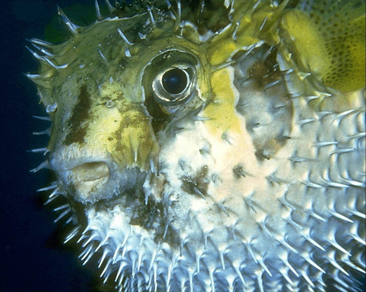 Диодон рыба еж