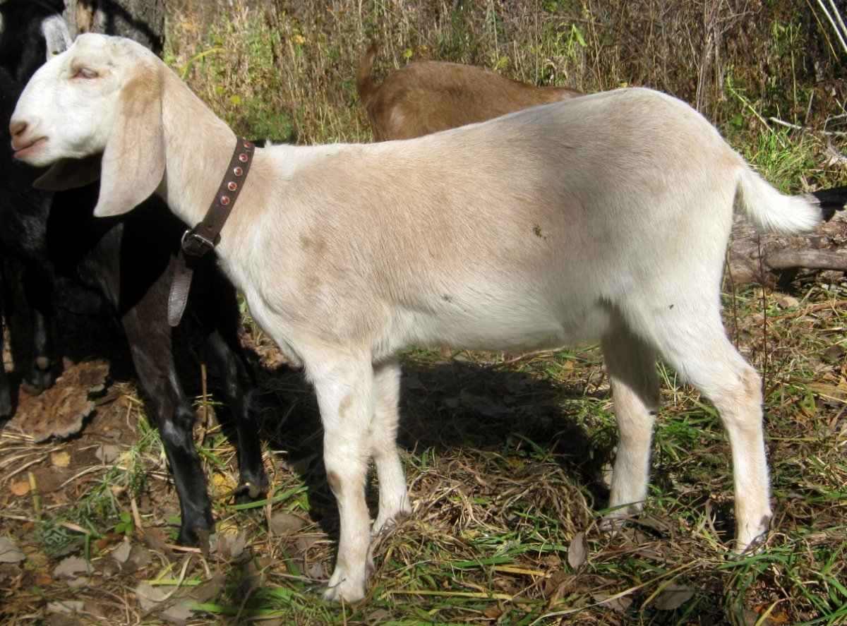 Сколько дает нубийская коза