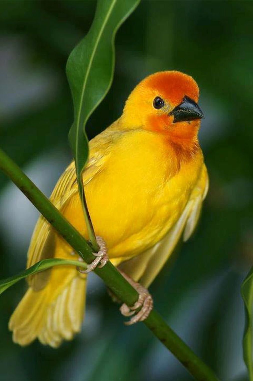 Птица желтого цвета - 74 фото