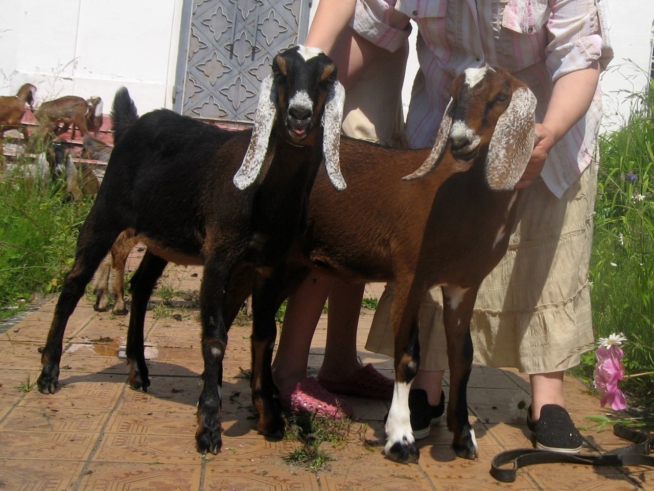 Купить козу в воронежской. Альфа нубийские козы. Нубийская молочная коза. Ферма нубийские козы.