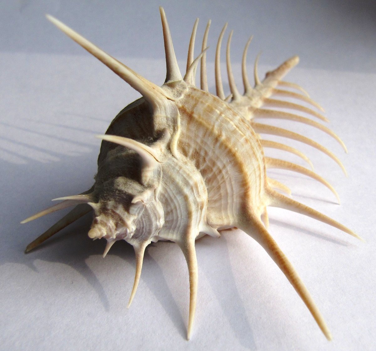 Шипастая Ракушка