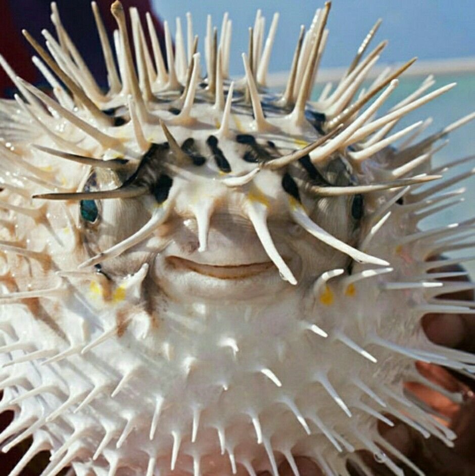 Морские Ежи колючие