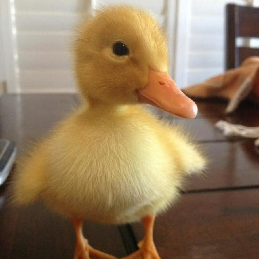 Милый утенок