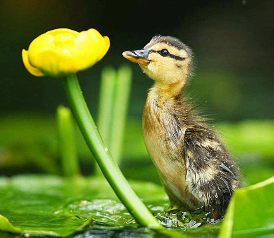 Лягушонок и утенок