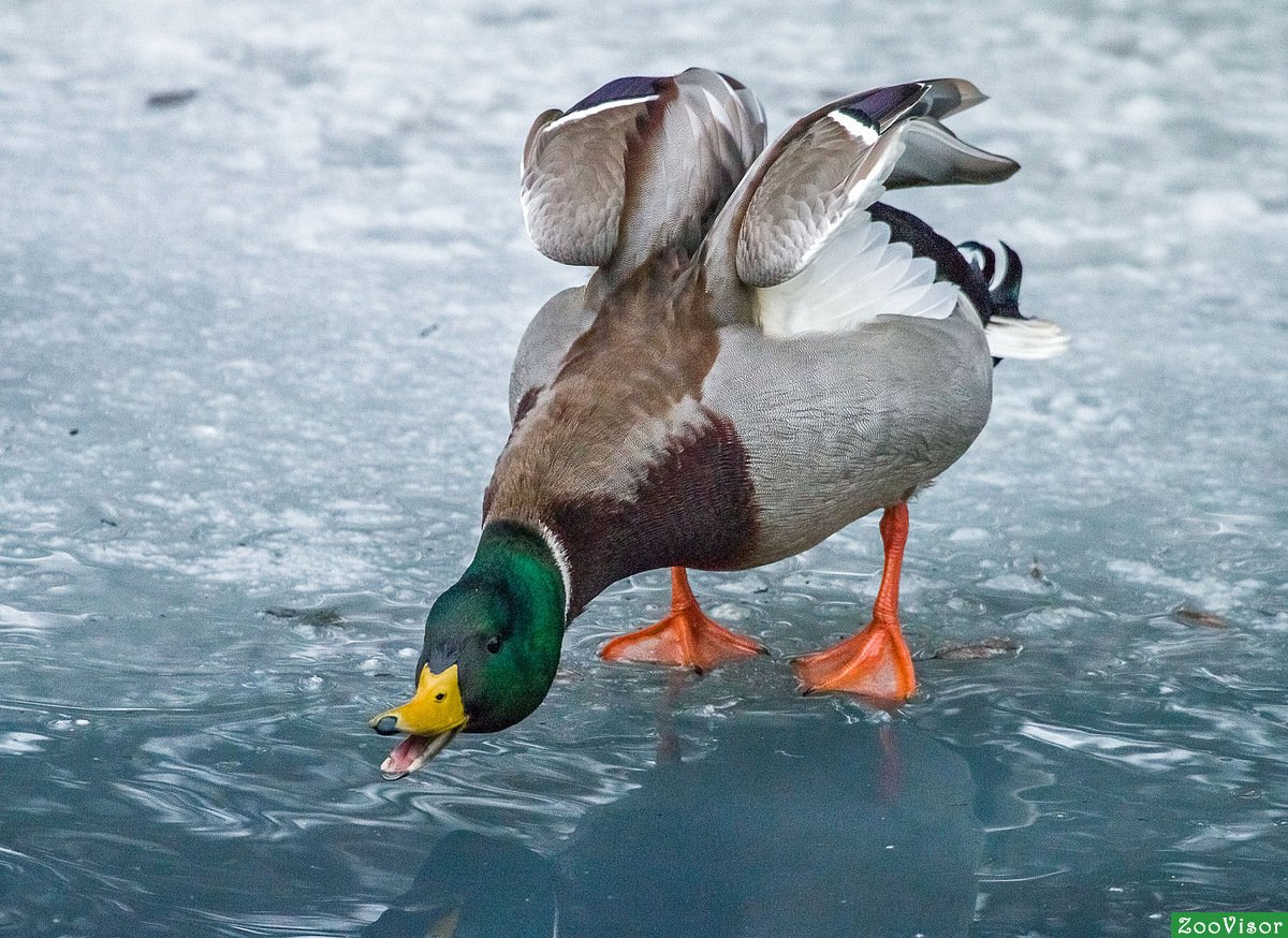 Селезень крякает