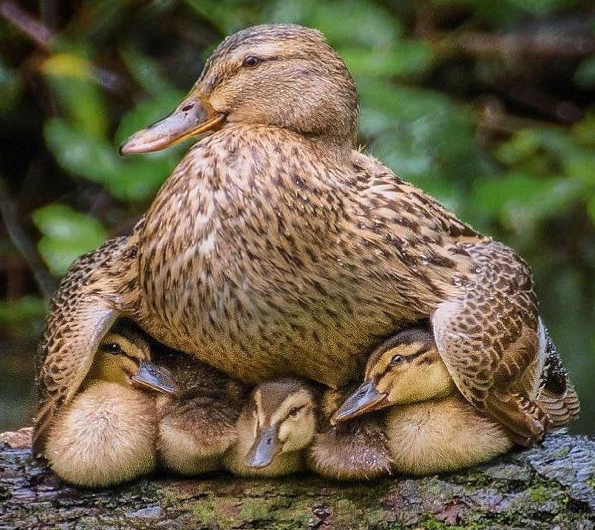 Утка защищает утят